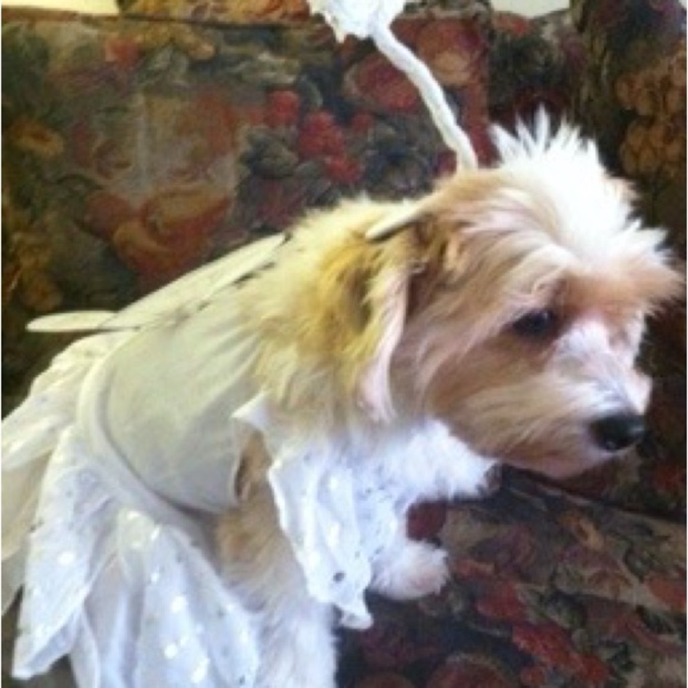 Adorable Angel Dog Costume with Wings & Halo - White